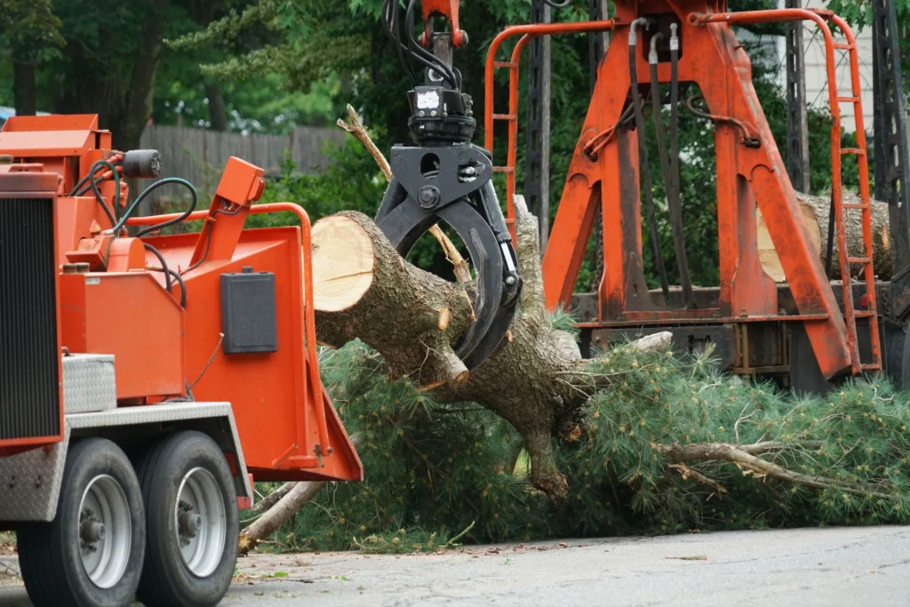 emergency tree removal in New Britain