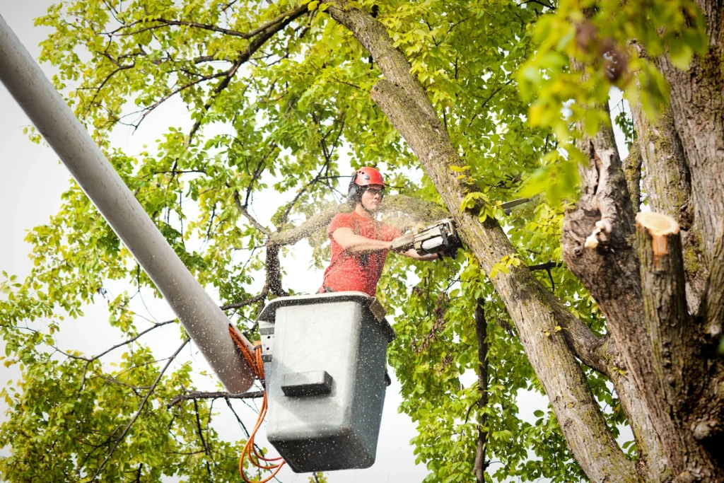 24 hour tree removal Bucks County