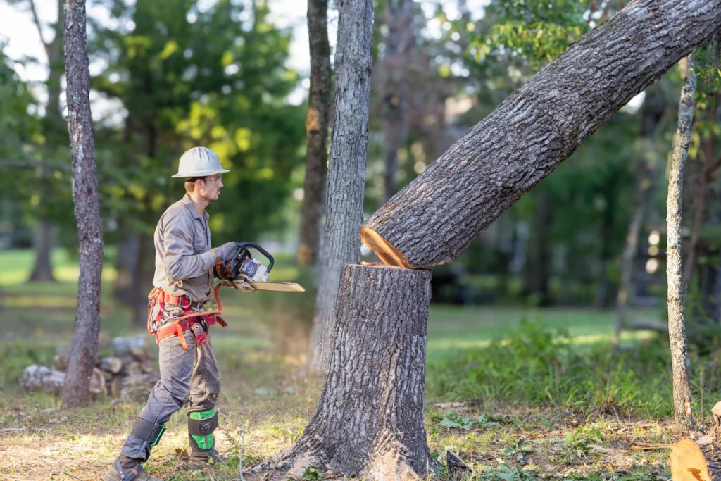 storm damage tree removal