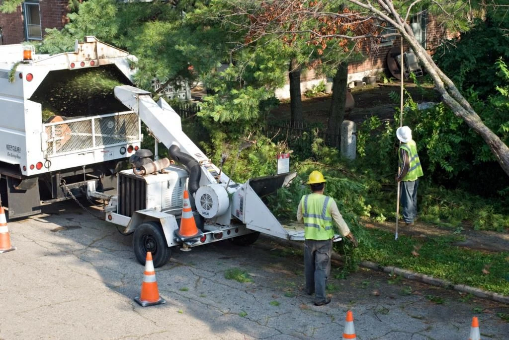 emergency tree removal in Jamison