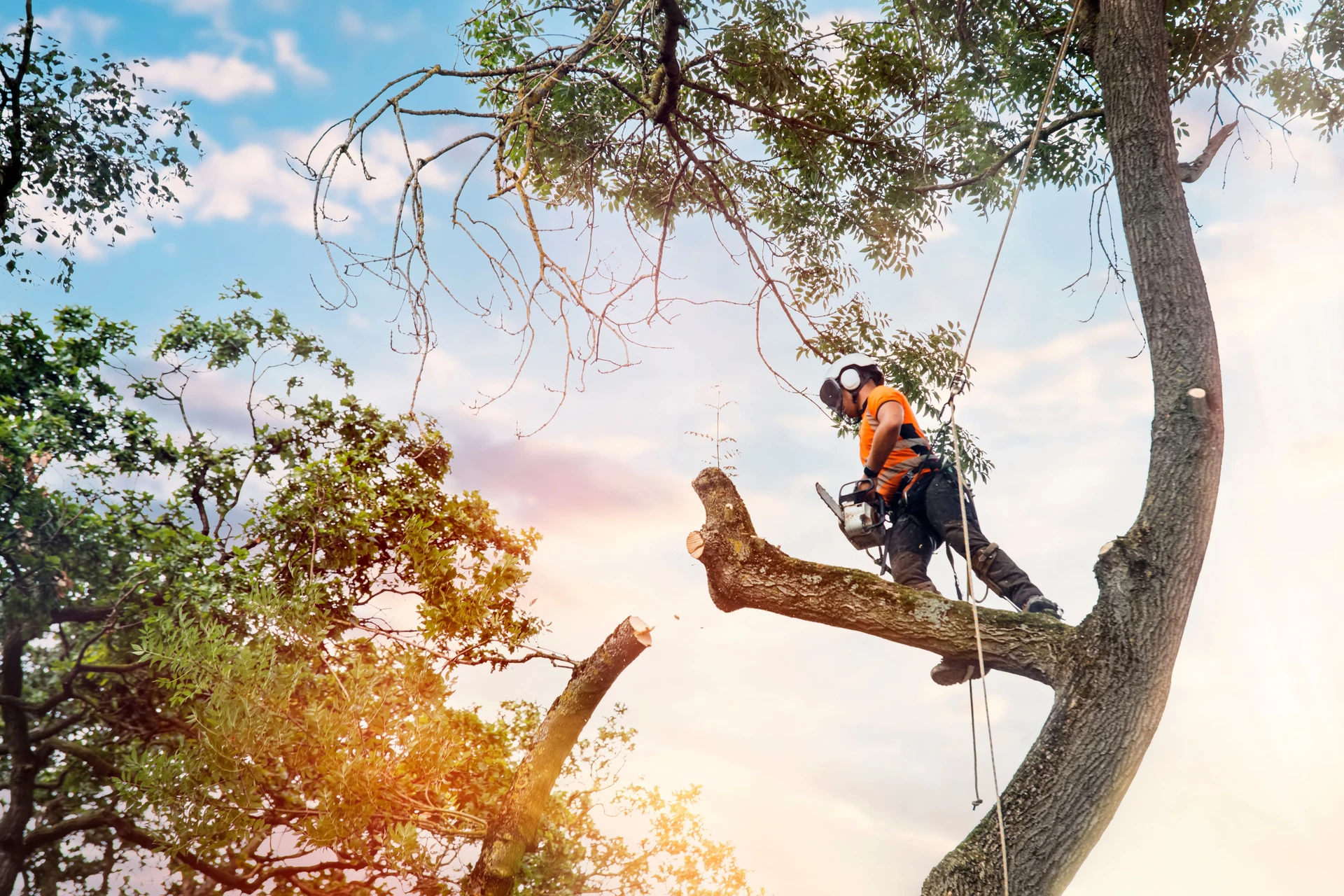 Healthy Tree Canopy